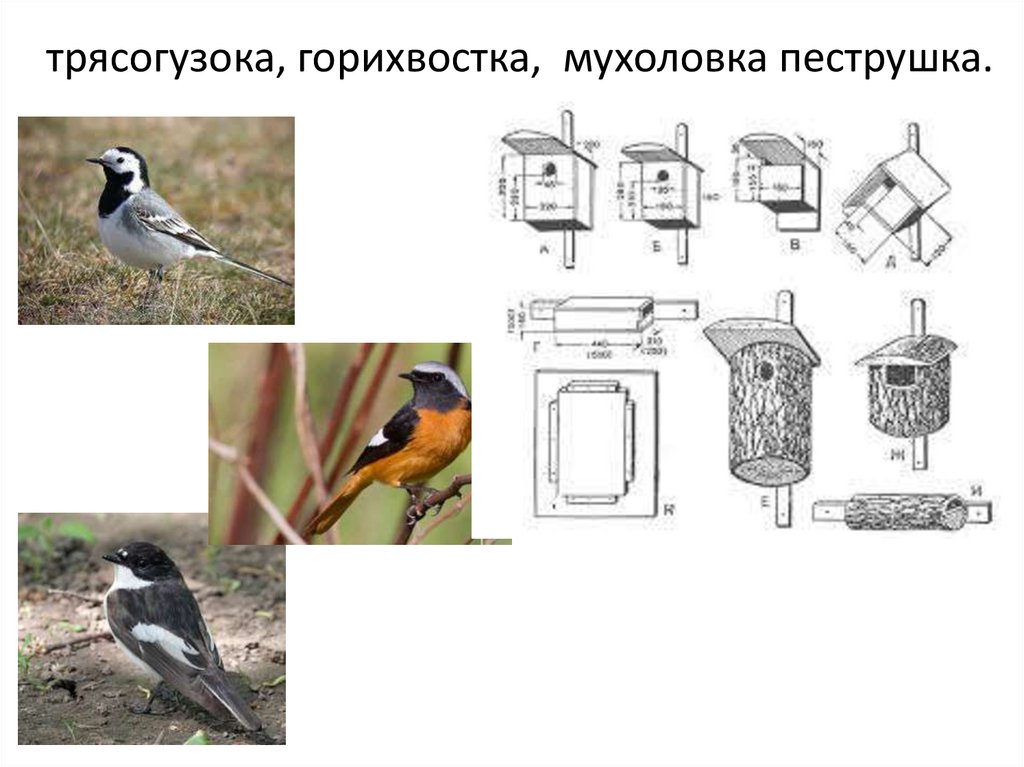 Австралийская мухоловка чертеж