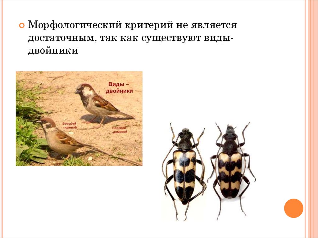 Виды двойники в природе. Виды-двойники примеры. Виды двойники животные. Виды двойники морфологический критерий.