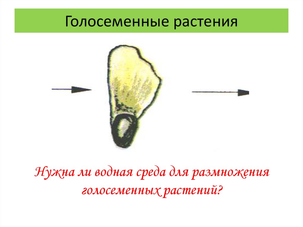 Презентация развитие растения