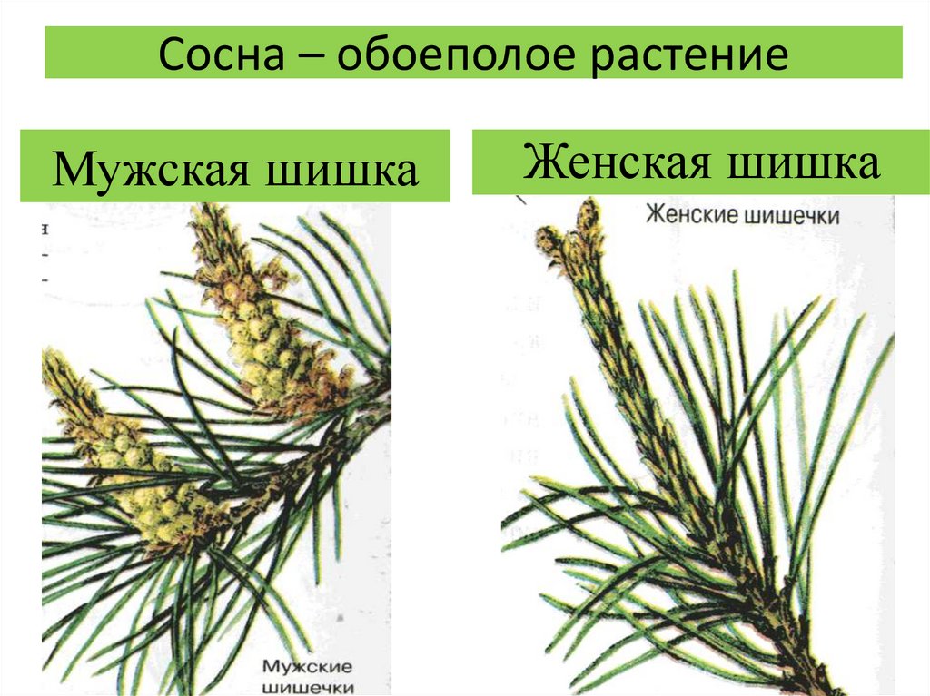 Строение хвои голосеменных. Строение мужской шишки голосеменных растений. Мужские шишки сосны голосеменных. Женские шишки голосеменных растений. Побег сосны обыкновенной мужская шишка.