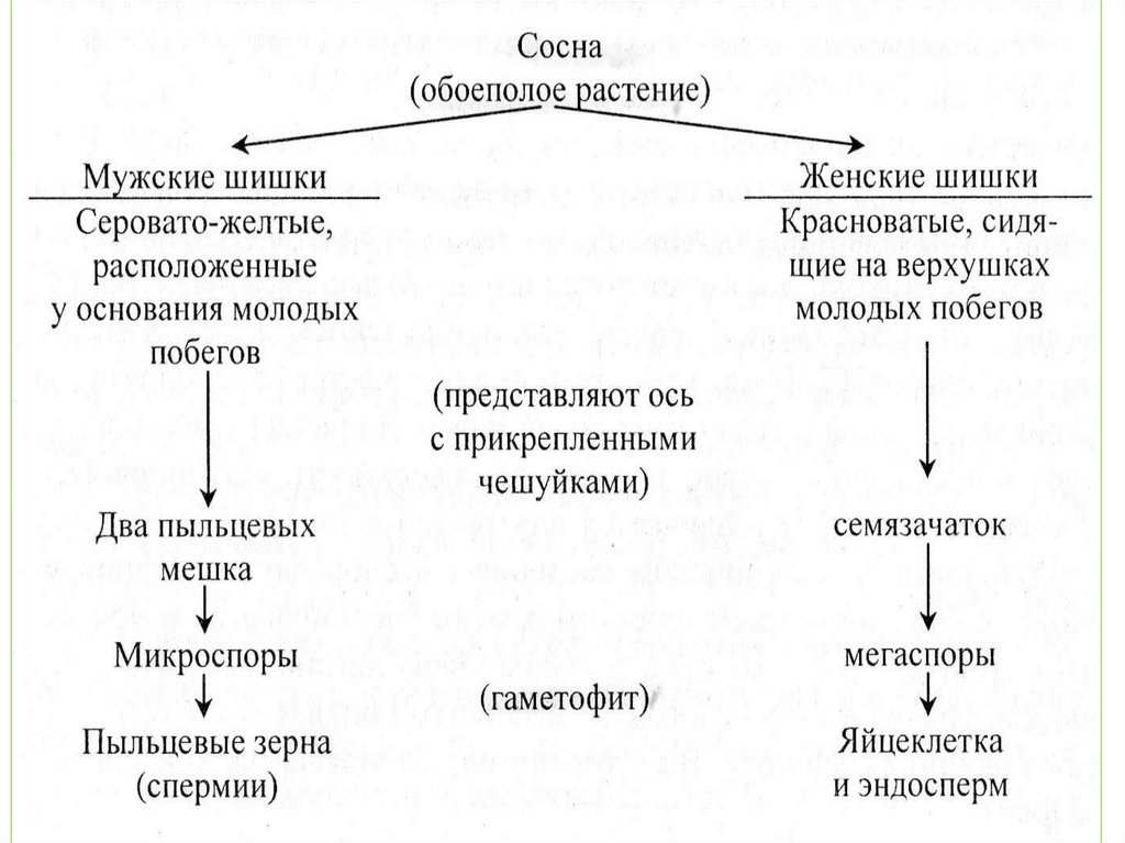 Схема голосеменных растений