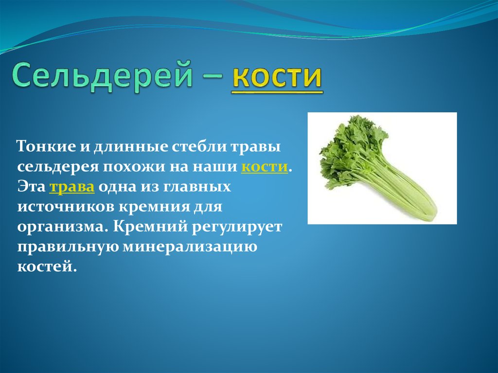 Сельдерей полезность. Сельдерей. Сельдерей для организма. Для чего полезно сельдерей. Сельдерей для костей.