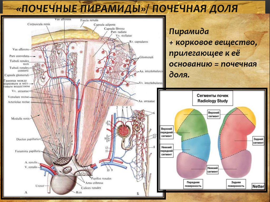 Почечная пирамида рисунок