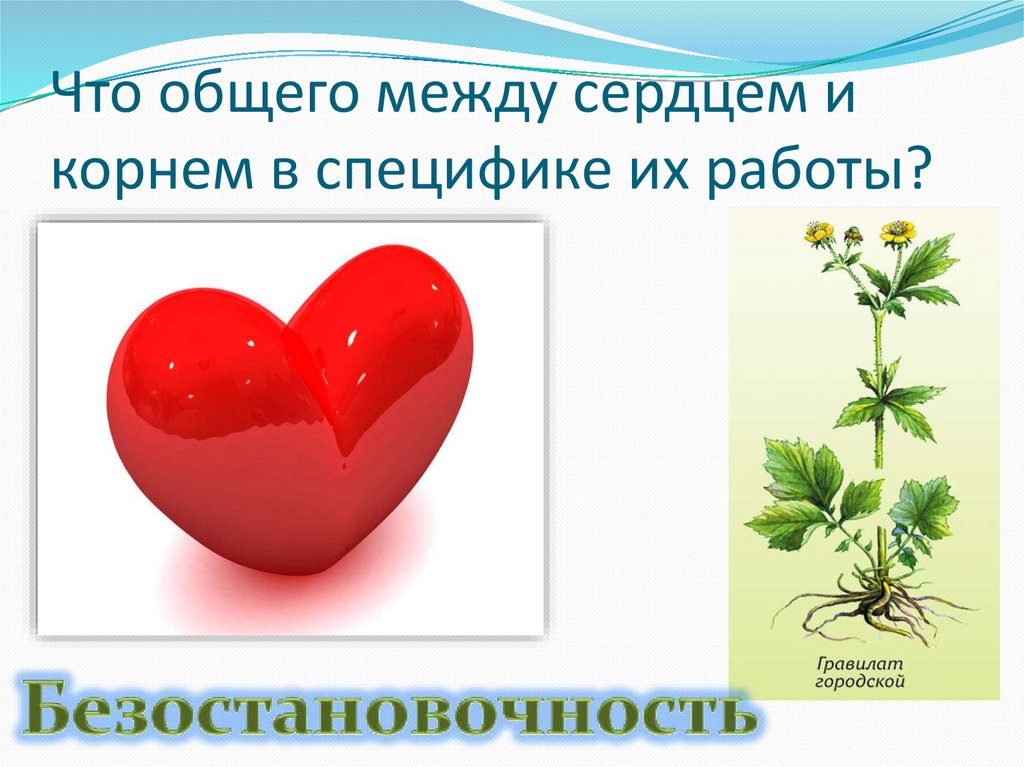 Наличие сердечный. Что общего между. Вопросы что общего между. Сердце корень. Сердечный корень.