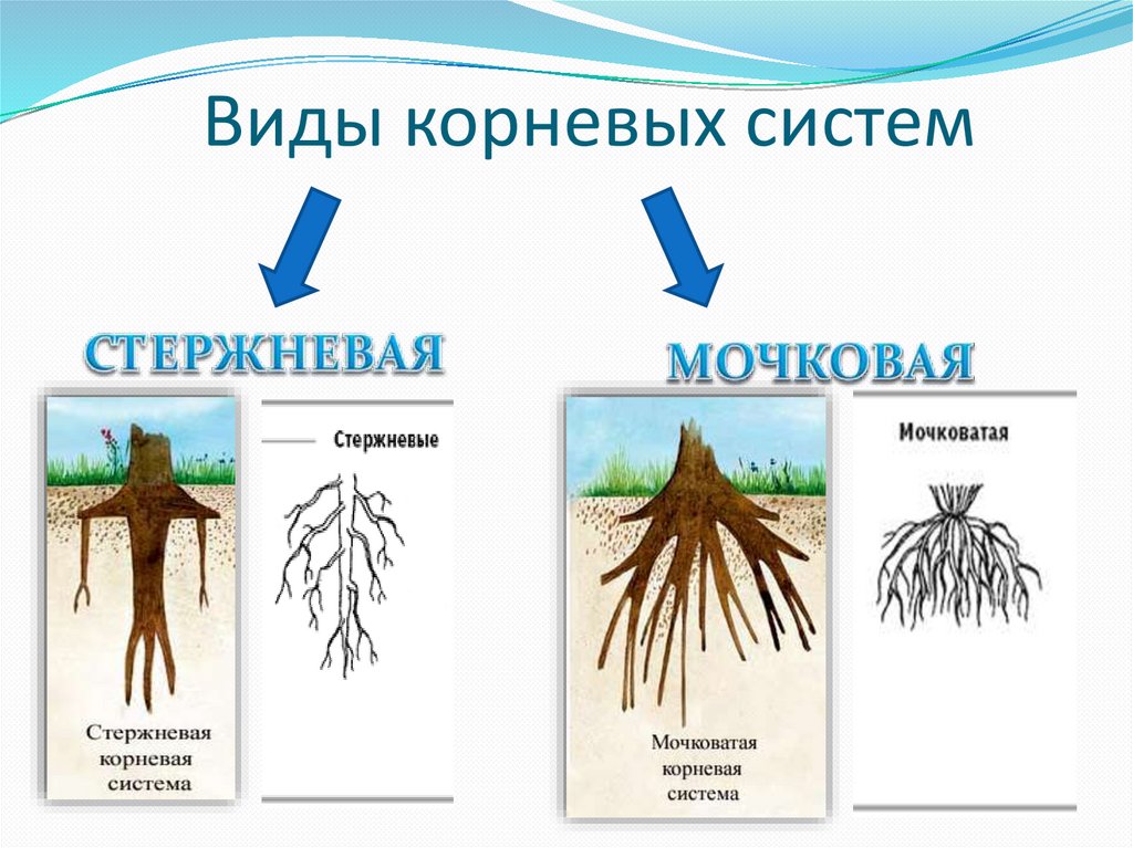 К какому классу относится растение корневая система. Тип корневой системы Тип корневой системы. Типы корневых систем рисунок.