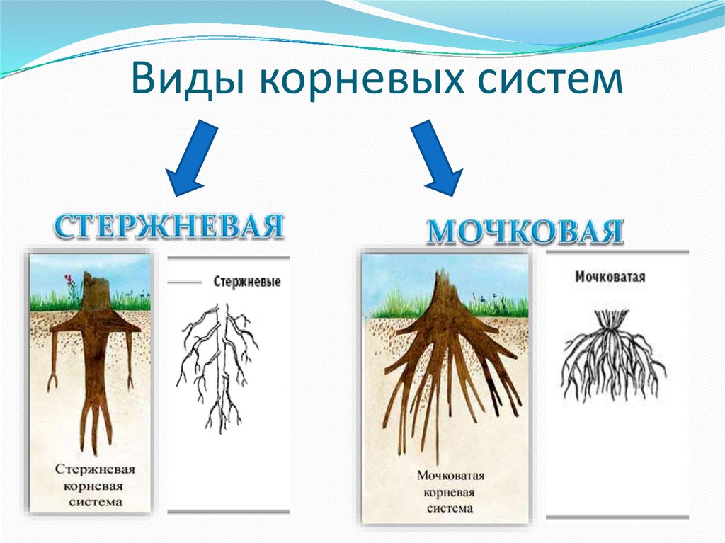 Корни образующие. Типы корней типы корневых систем таблица. Типы корневых систем схема. Рисунок 21 типы корней и корневых систем. Биология виды корней и корневых систем лабораторная работа.