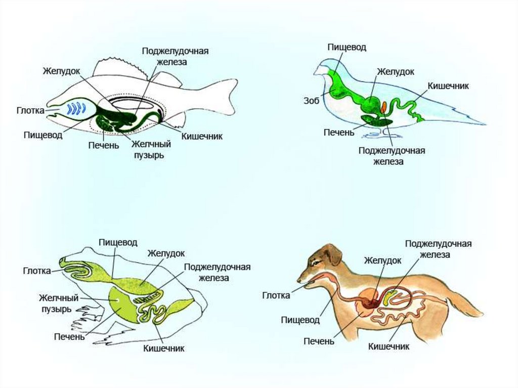 Нарисуйте схему показывающую путь пищи в организме животных