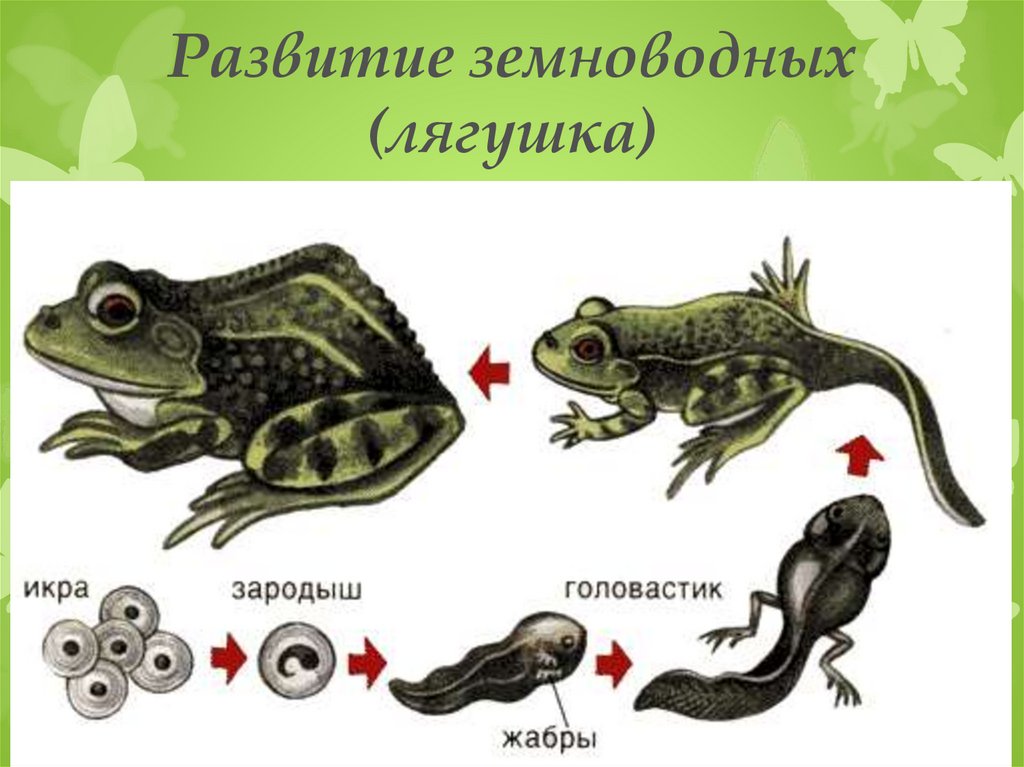 На рисунке изображена лягушка в разные периоды жизни какое общее свойство живых систем иллюстрирует