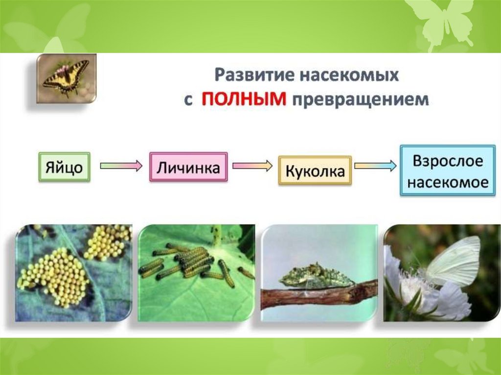 Презентация на тему развитие животных с превращением и без превращения