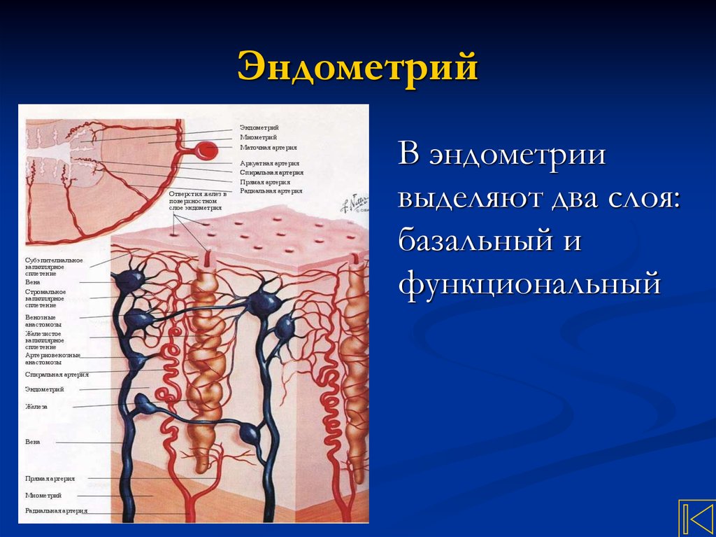 Эндометрий схема. Эндометрий базальный и функциональный слой. Функциональный слой эндометрия кровоснабжается:. Базальный слой эндометрия гистология. Базальная мембрана эндометрия.