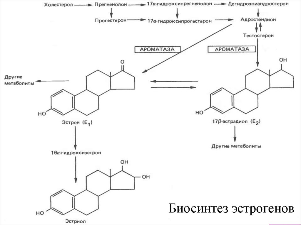 Метаболизм эстрогенов схема