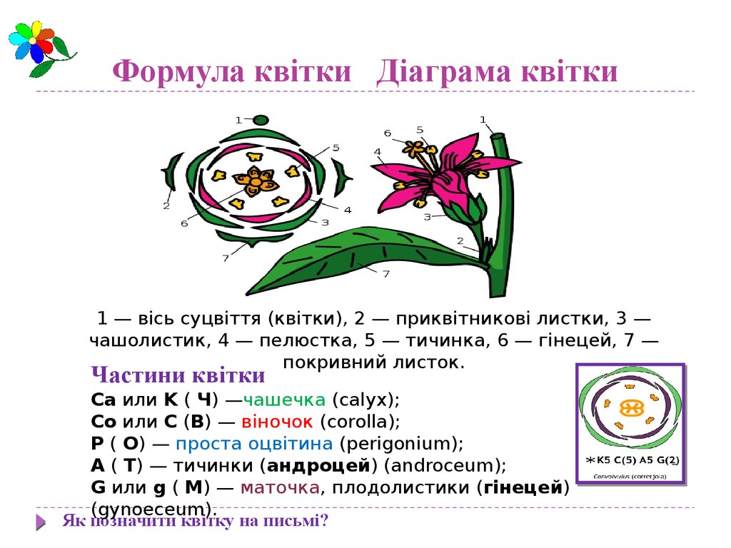 Формула квітки Діаграма квітки