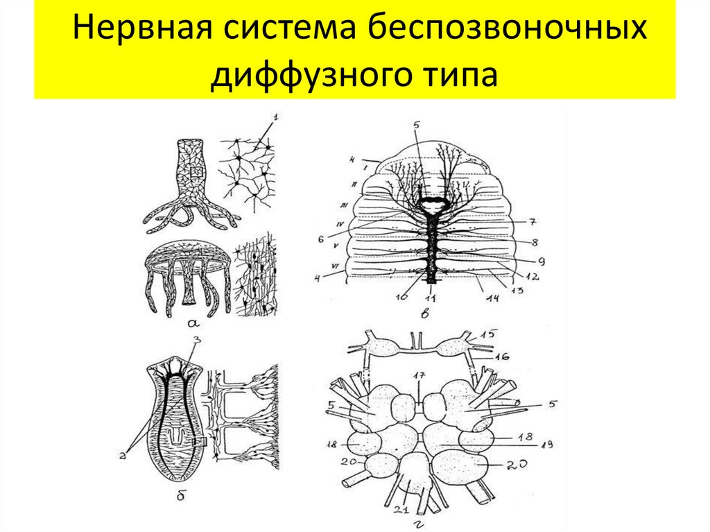 Нервная система плоских. Нервная система беспозвоночных. Типы нервной системы у беспозвоночных. Нервная система беспозвоночных животных. Нервная система диффузного типа.