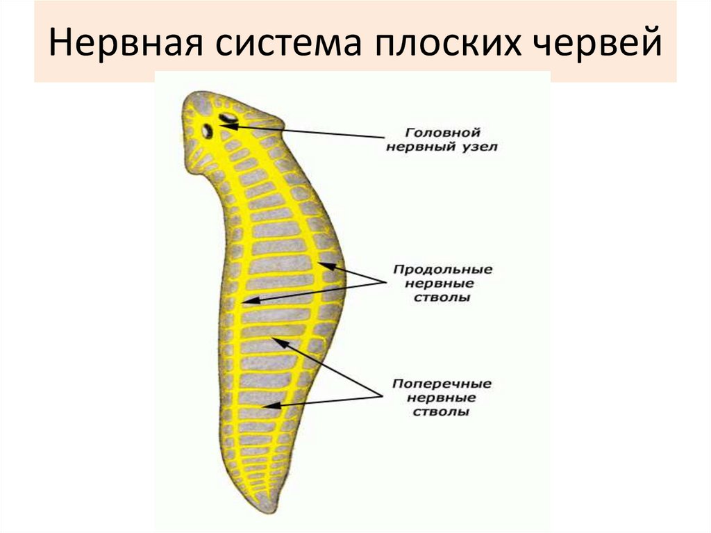 Стволовой червь. Схема нервной системы плоских червей. Нервная система плоских червей. Нервная система плоских червей и круглых червей. Стволовая нервная система у плоских червей.