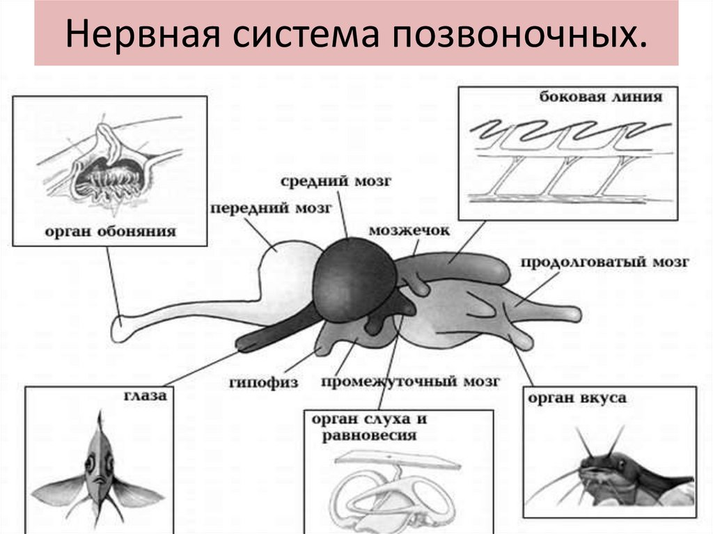 Нервная система рыб картинка