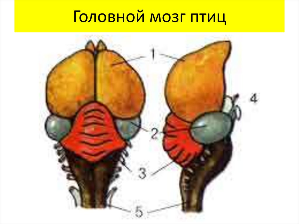 На каком рисунке изображен головной мозг птицы объясните почему вы так считаете