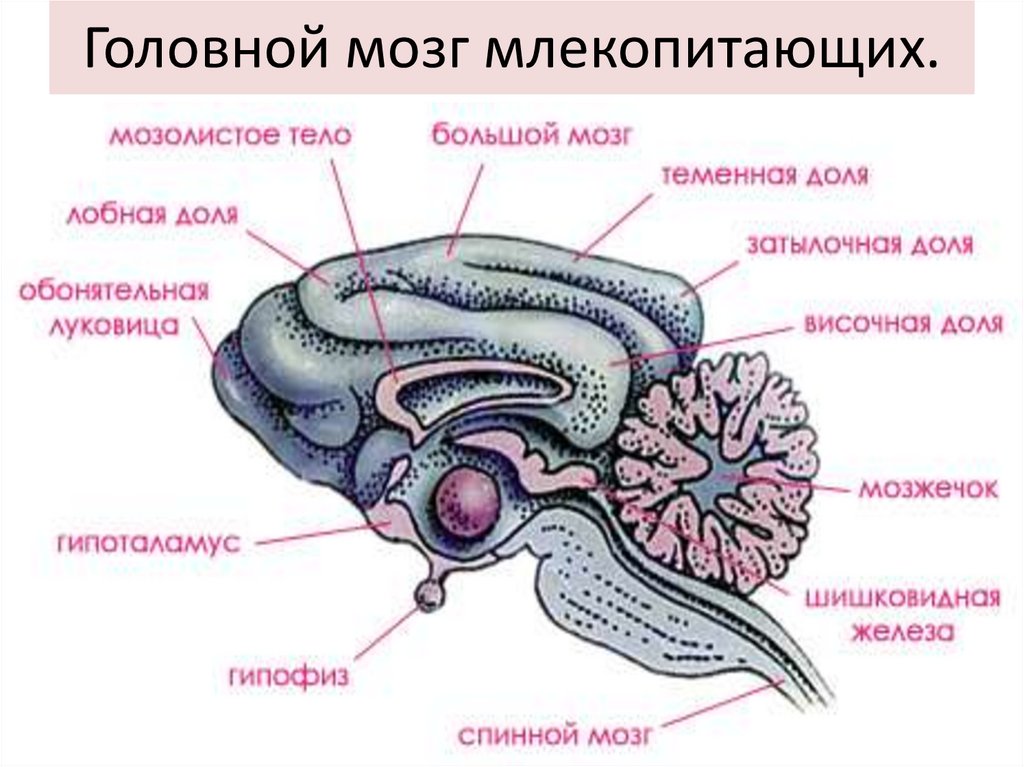 Отделы входящие в состав головного мозга млекопитающих. Отделы головного мозга млекопитающих схема. Строение головного мозга собаки. Структуры головного мозга млекопитающих. Строение головного мозга млекопитающих.