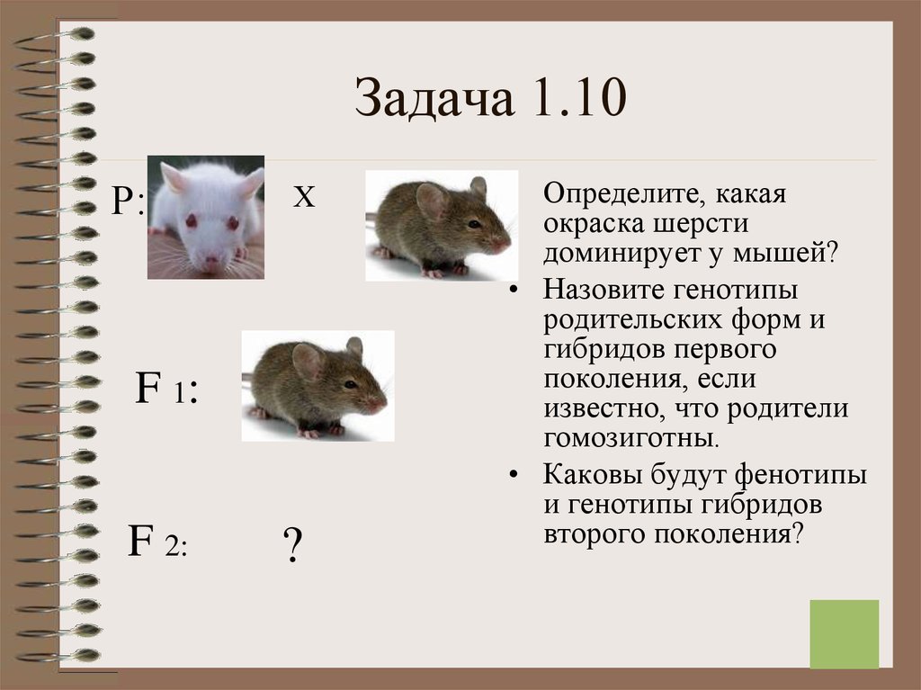 У мышей коричневая окраска шерсти. Интересные задачи по генетике. Задачи по генетике на моногибридное скрещивание. Задачи по генетике кролики. Серая окраска у мышей доминирует.