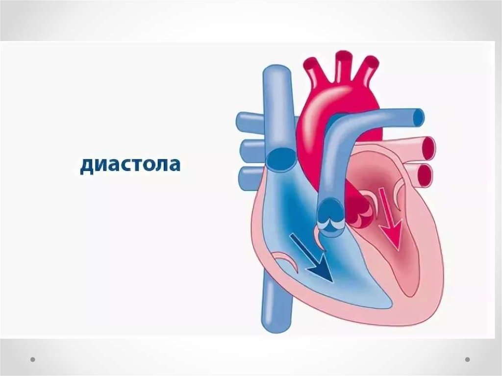 Диастола сердца. Диастола желудочков сердца. Систола и диастола. Диастола сердечной мышцы это. Система сердце диастола.