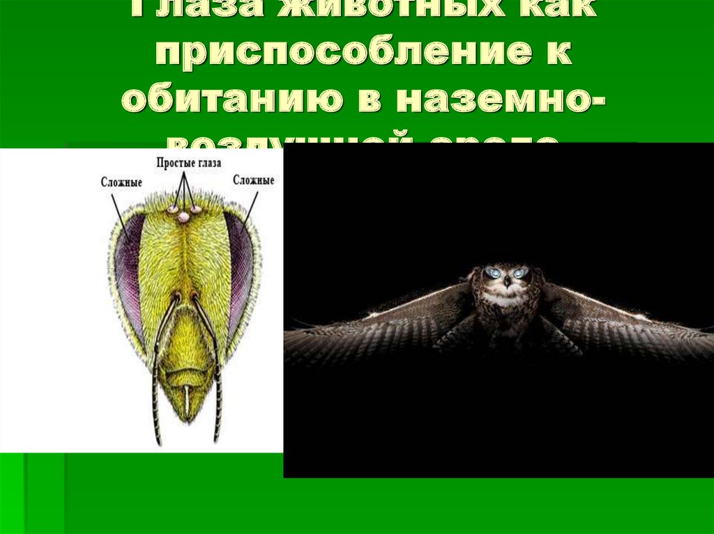 Среда обитания и приспособленность к ней ящерицы