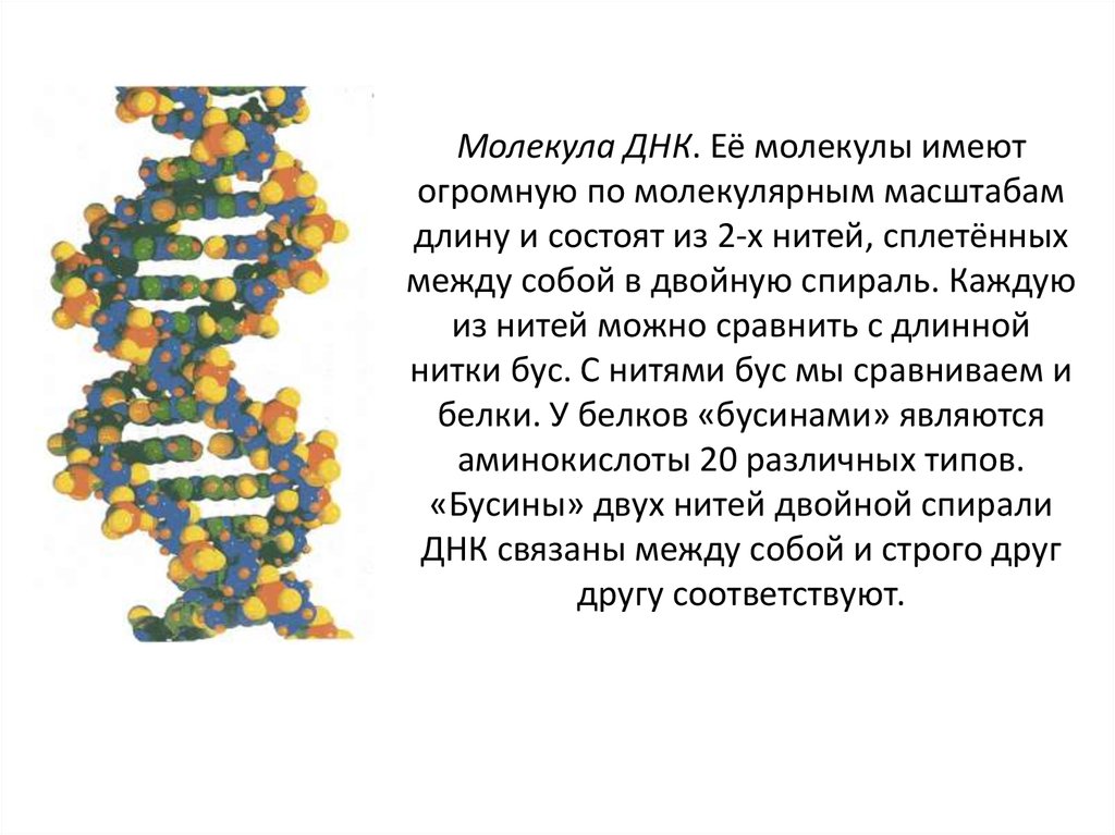 Имеет одну молекулу днк. Презентация на тему логарифмы вокруг нас. Молекула ДНК логарифмы. ДНК проект 10 класс. Логарифмы в биологии и в медицине.