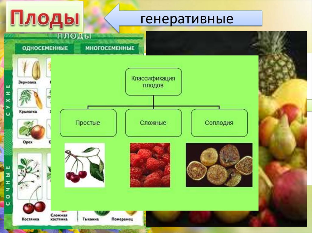 Генеративные органы примеры. Генеративные органы растений плод. Плоды классификация плодов. Классификация сложных плодов. Классификация плодов растений.