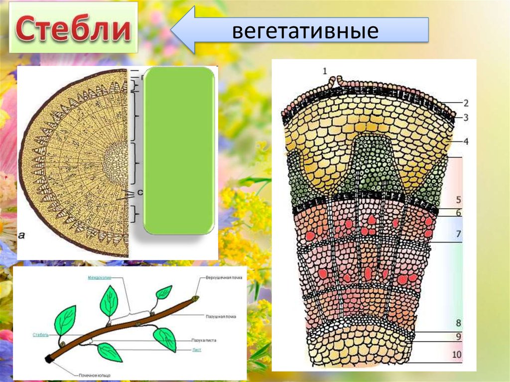 Вегетативные стебли. Строение стебля растения. Строение стебля покрытосеменных растений. Внутреннее строение стебля покрытосеменных. Строение стебля покрыто семенные.