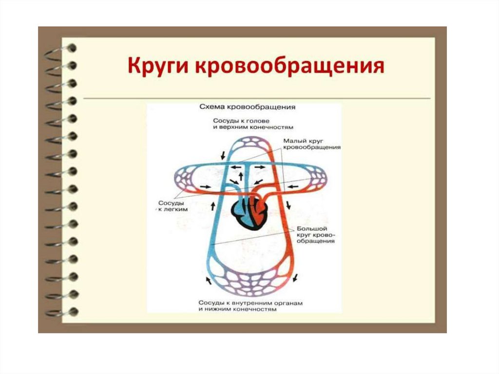 Система кровообращения человека состоит. Два круга кровообращения у человека схема. Круги кровообращения человека пропедевтика. Малый круг кровообращения схема. Рисунок кровообращения человека.