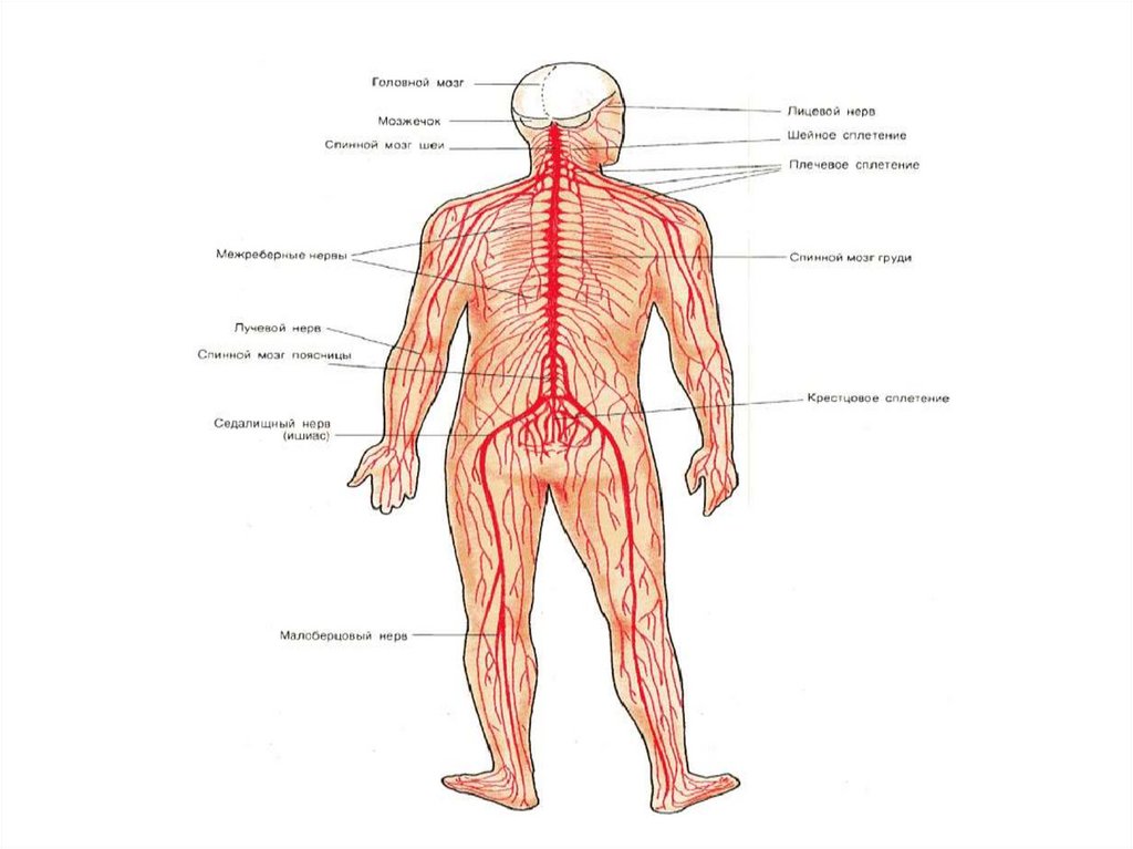 Нервные сплетения человека схема расположения