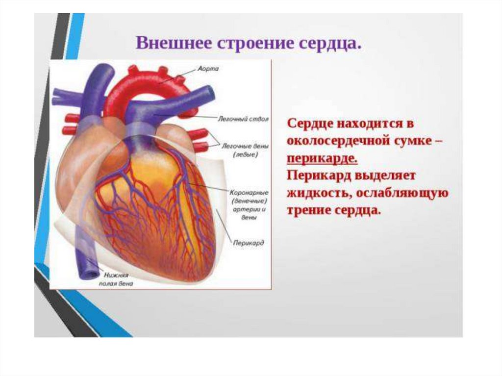 Процессы сердца. Строение сердца. Строение сердца человека. Строение сердца фото. Внешне строение сердца.