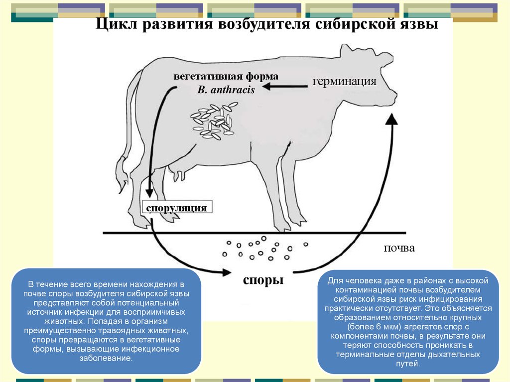 Возбудитель крупного рогатого скота. Цикл возбудителя сибирской язвы. Цикл развития сибирской язвы. Источник возбудителя сибирской язвы. Особенности сибирской язвы.