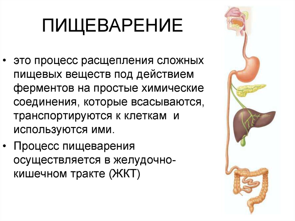 Пищеварительный процесс человека