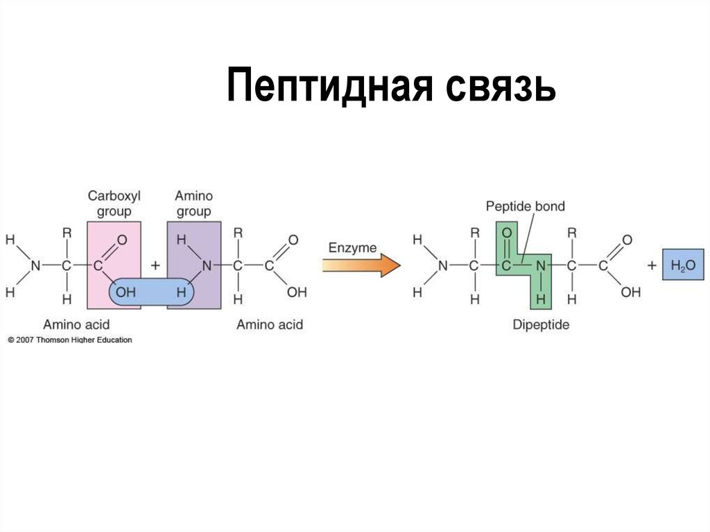 Пептидная связь является. Пептидная связь. Схема пептидной связи. Образование пептидной связи. Пептидная связь в белках.