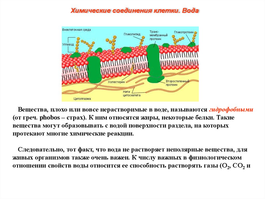 Вещество из клетки 7. К гидрофобным соединениям клетки относятся. Нерастворимые вещества клетки. Гидрофобными соединениями в клетках мембраны. Гидрофобные соединения клетки.