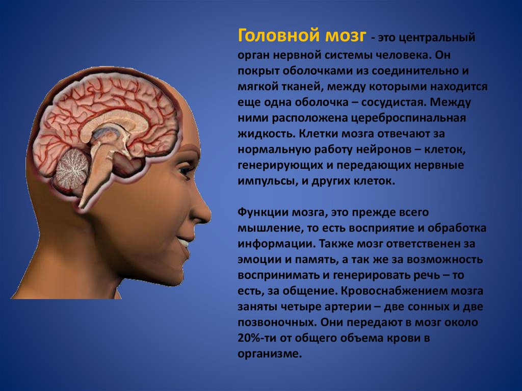 Головной мозг 4 класс. Головной мозг. Структура мозга. Органы головного мозга.
