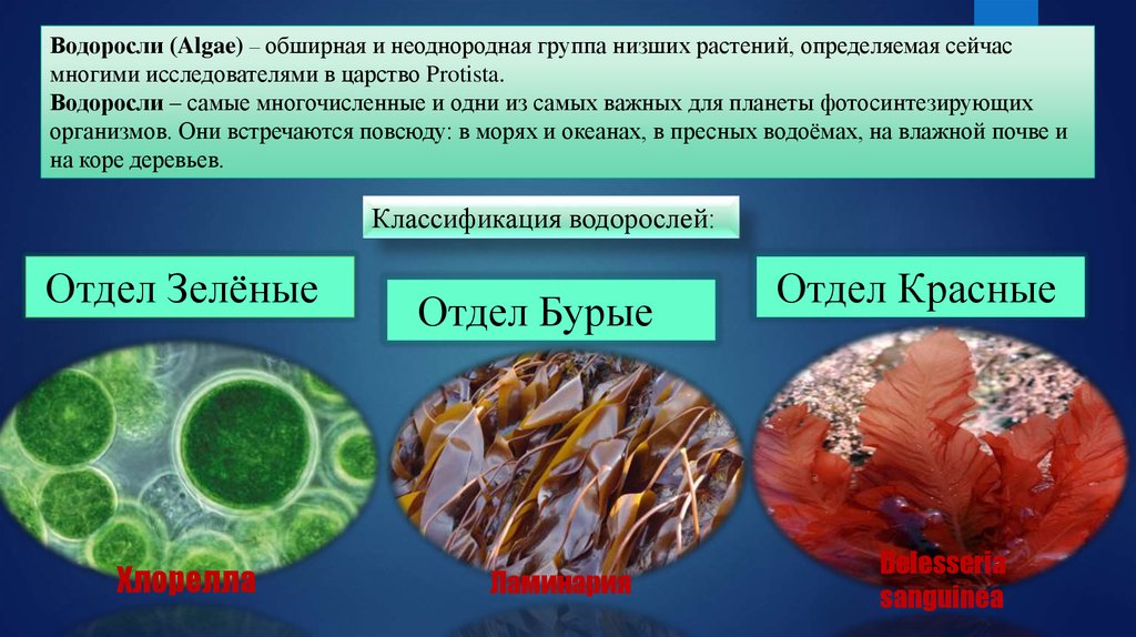 Классификация водорослей. Наиболее многочисленный отдел водорослей. Водоросли в биотехнологии. Фотосинтезирующие организмы.