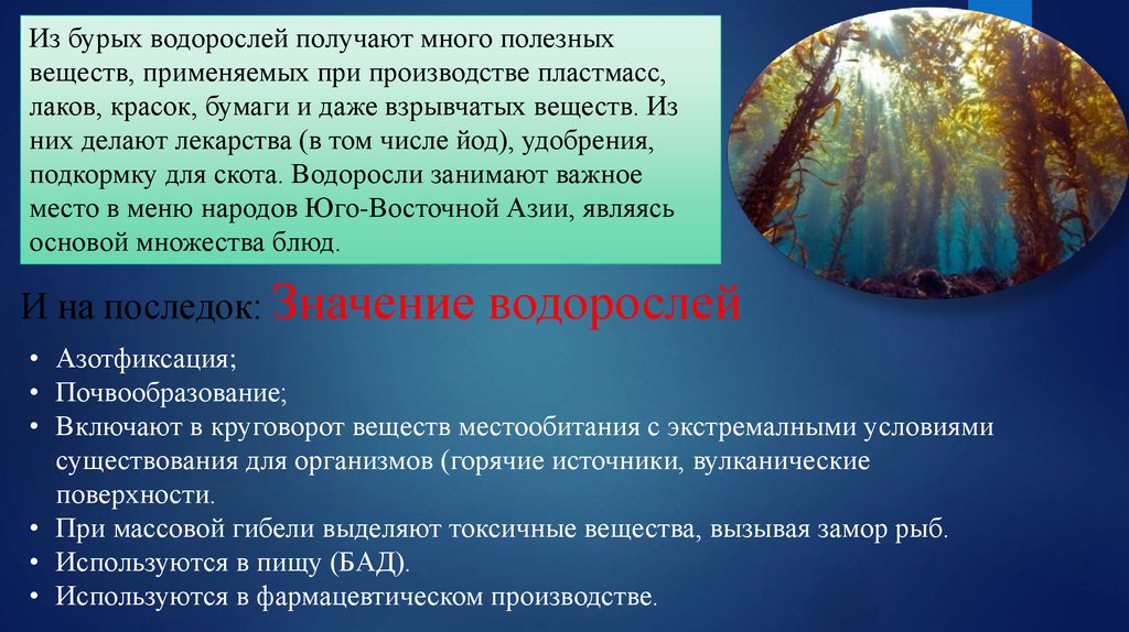 Функция бурых водорослей. Вещества из водорослей. Предмет биотехнология водорослей. Водоросли выделяют ядовитые вещества. Какое значение бурых водорослей в жизни человека.