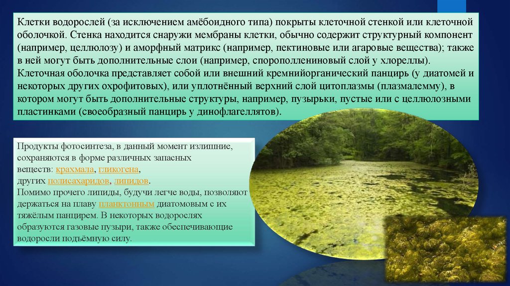 Какие водоросли образуют