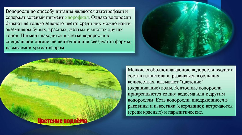 Хлорофилл в водорослях. Водоросли автотрофы. Бурые водоросли автотрофы. По способу питания водоросли автотрофы. Содержит зеленый пигмент хлорофилл.