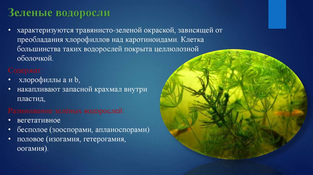 Водоросли характеризуются. Окраска зеленых водорослей. Травянистые зеленые водоросли. Окраска водорослей зависит. Водоросли от зависимости.