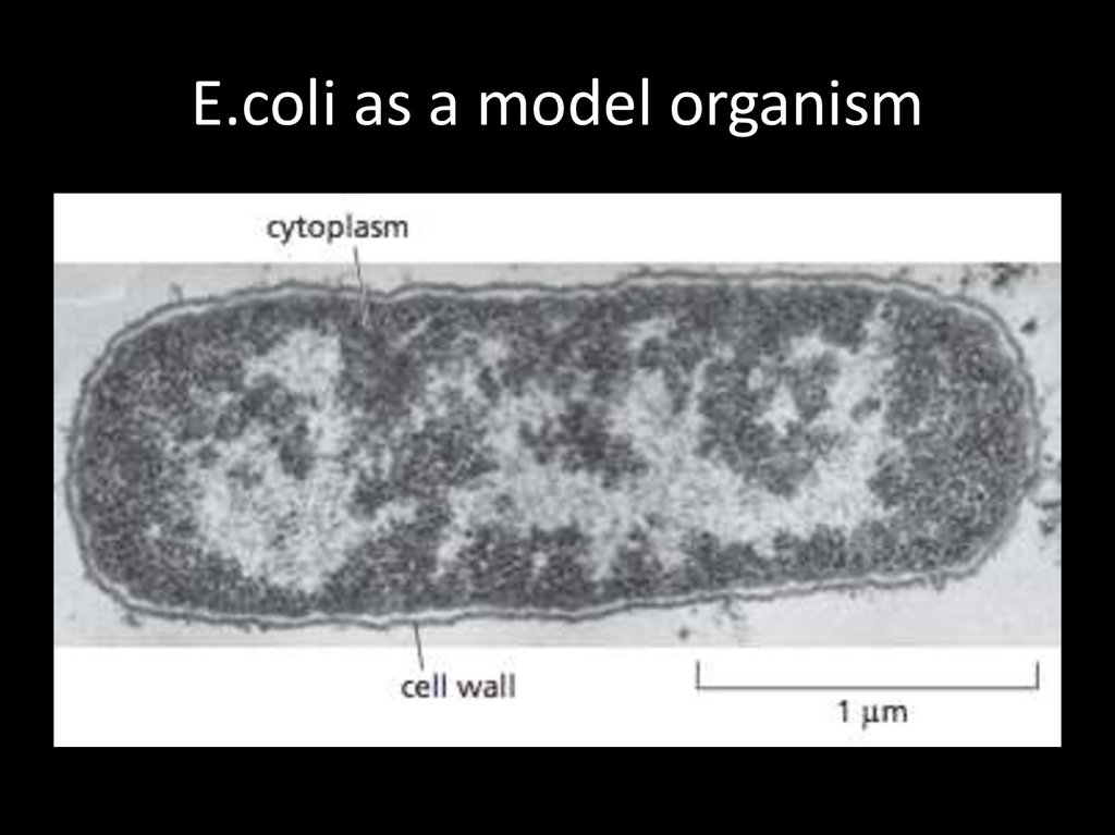 E.coli as a model organism