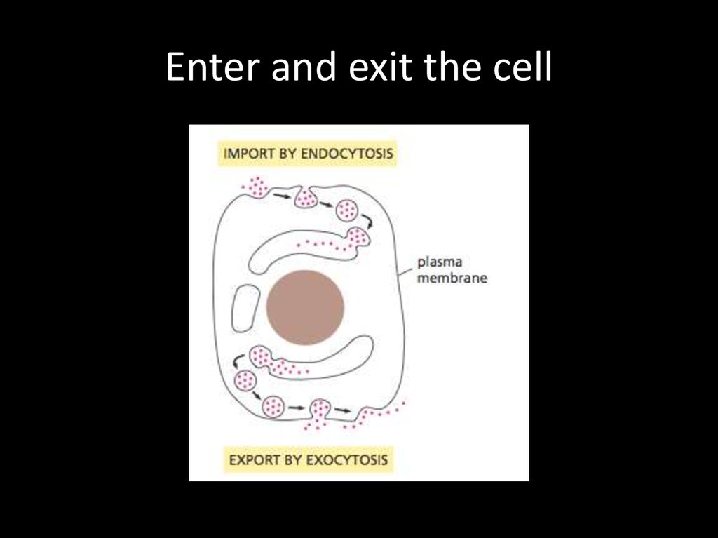 Enter and exit the cell