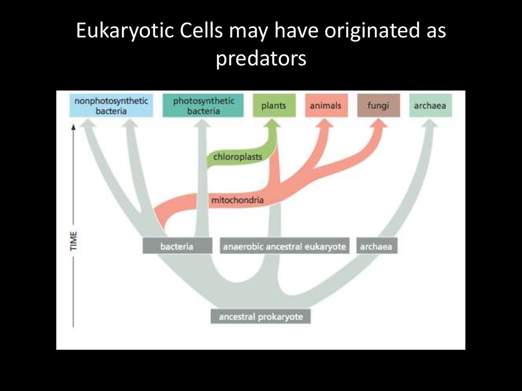 Eukaryotic Cells may have originated as predators