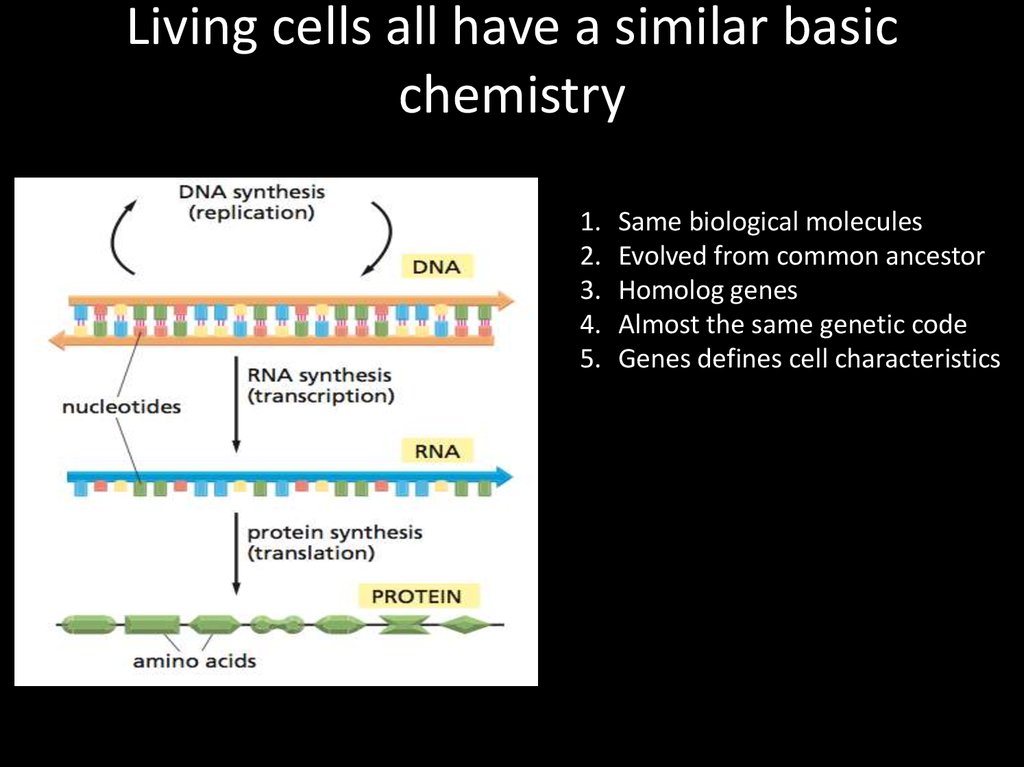 Living cells all have a similar basic chemistry
