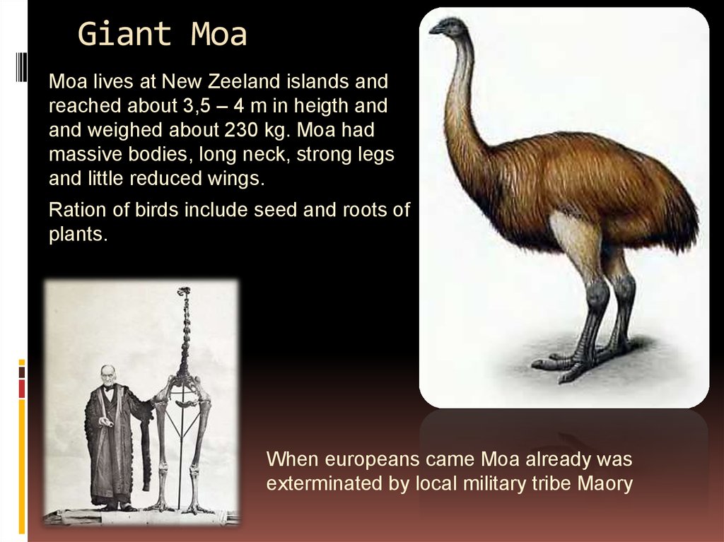 Моа провинция. Эпиорнис мадагаскарский. Giant MOA птица. Эпиорнис птица Кевин.