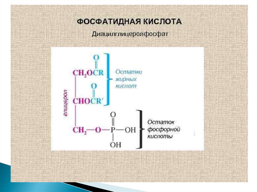 Кислота связь. Структура фосфатидной кислоты. Формула строения фосфатидной кислоты. Структурная формула фосфатидной кислоты. Строение фосфатидной кислоты.