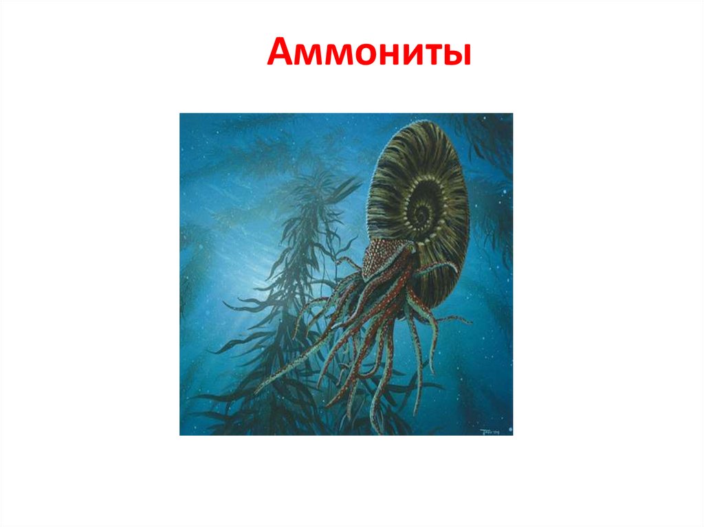 Аммониты