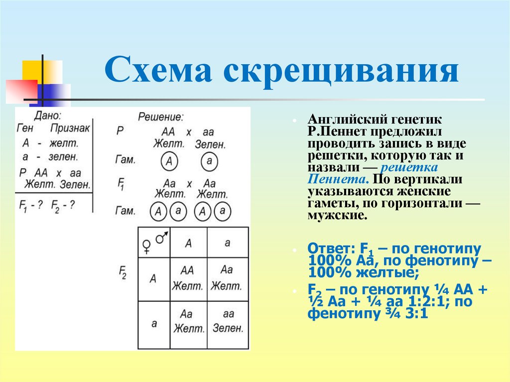 Реципрокное скрещивание схема