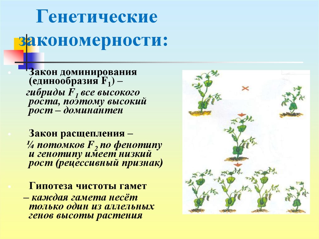 Закон закономерности. Генетические закономерности. Генетика закономерности. Закономерности в генетике. Генетические закономерности таблица.