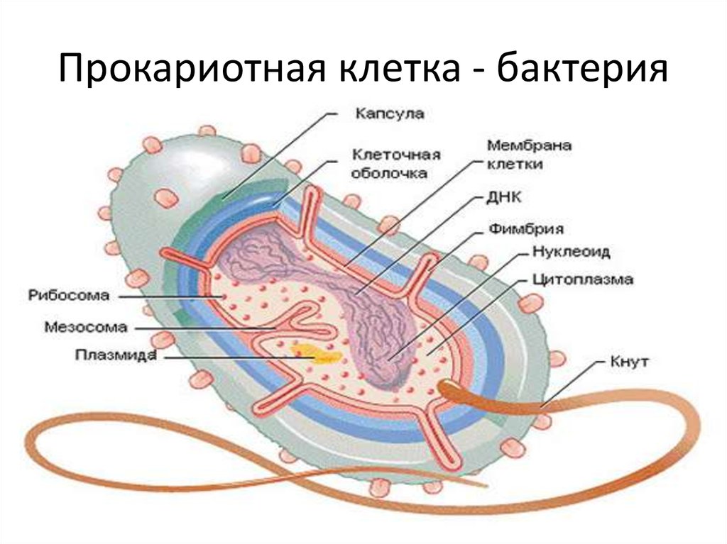 Клетка бактерий содержит. Строение бактериальной клетки 10 класс биология. Структура бактериальной клетки рисунок с подписями. Рисунок бактериальной клетки с обозначениями. Строение бактериальной клетки рисунок.